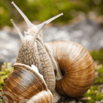 2025er World Snail Racing Championships