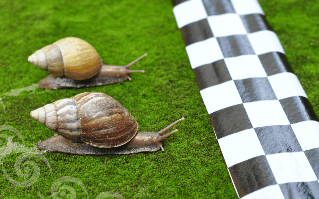 Schneckenrennen 2025 und Selbstliebe: Warum Langsamkeit dein Leben verändert