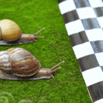 2025er World Snail Racing Championships