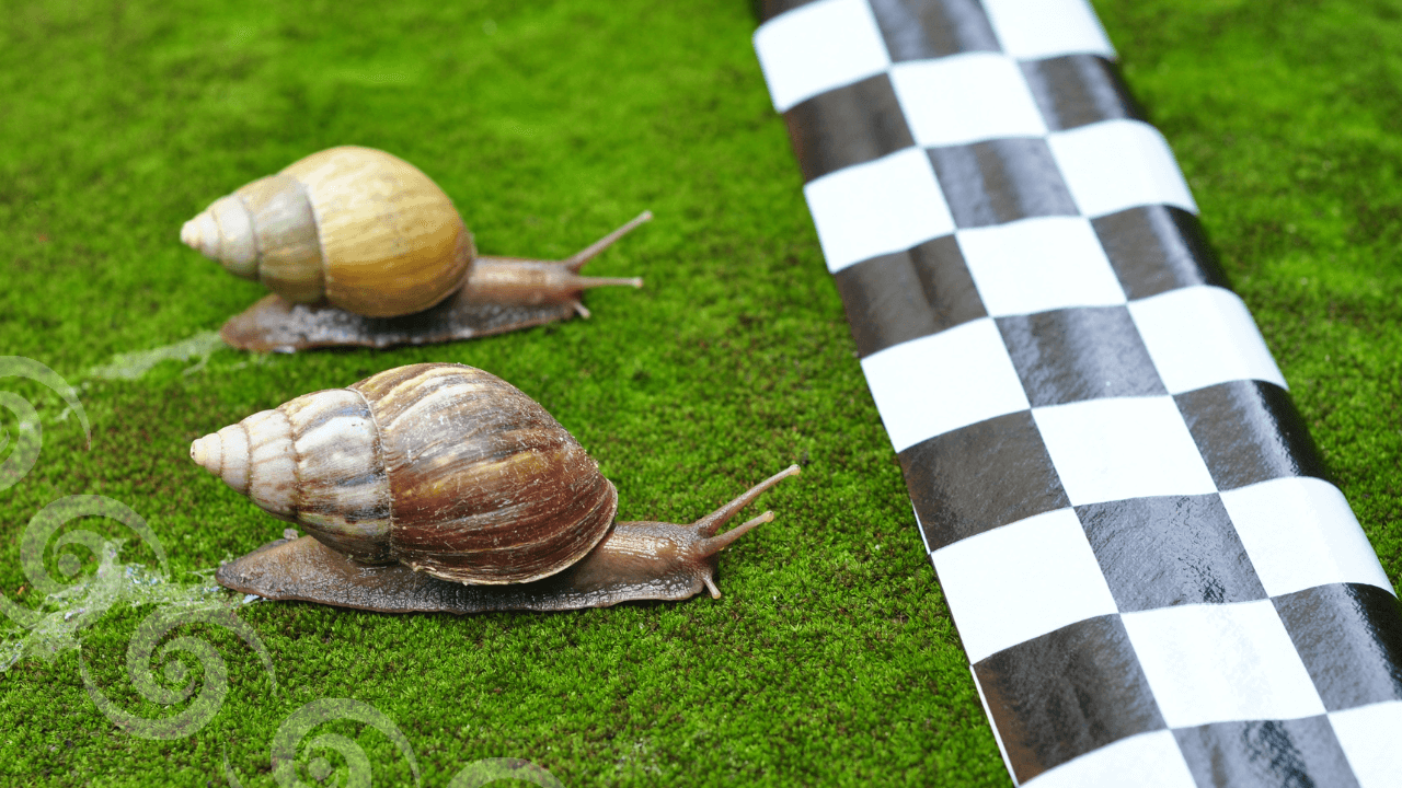 2025er World Snail Racing Championships 2