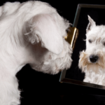 Hund im Spiegel Kabinett
