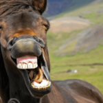 Lachendes Pferd