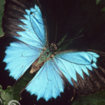 Transformation Raupe zum Schmetterling