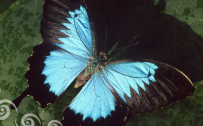 Transformation Raube – Schmetterling