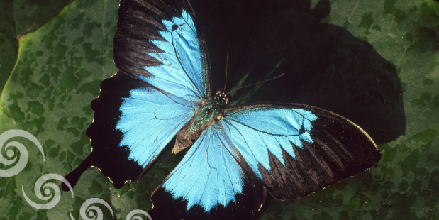 Transformation Raupe zum Schmetterling